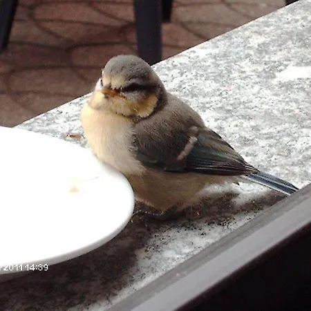 Hotel La Capannina 3*